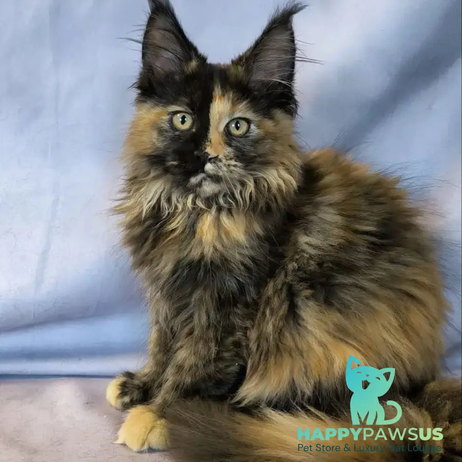 Magnolia Maine Coon female black tortie - live animals