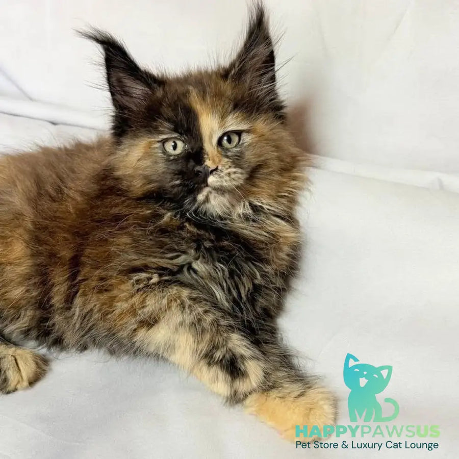 Magnolia Maine Coon female black tortie - live animals