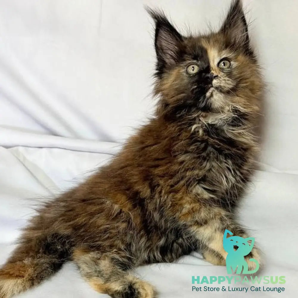 Magnolia Maine Coon female black tortie - live animals