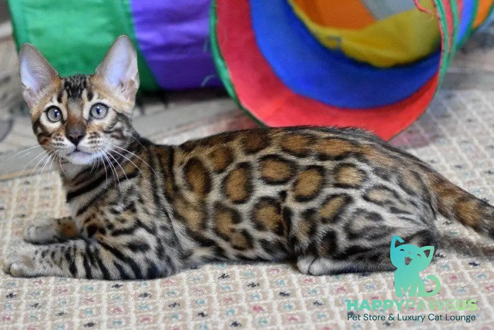 Magnus Bengal male black spotted tabby - live animals