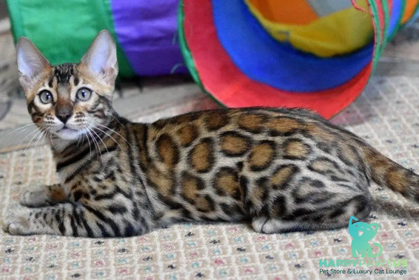 Magnus Bengal male black spotted tabby - live animals