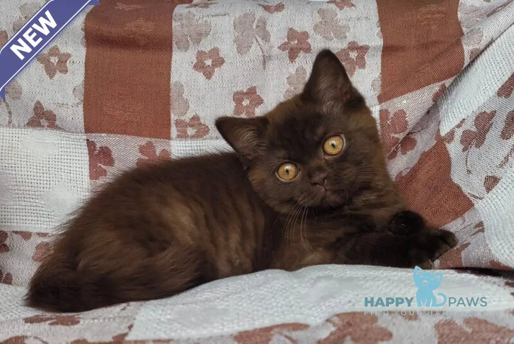 Magnus British Shorthair male chocolate live animals