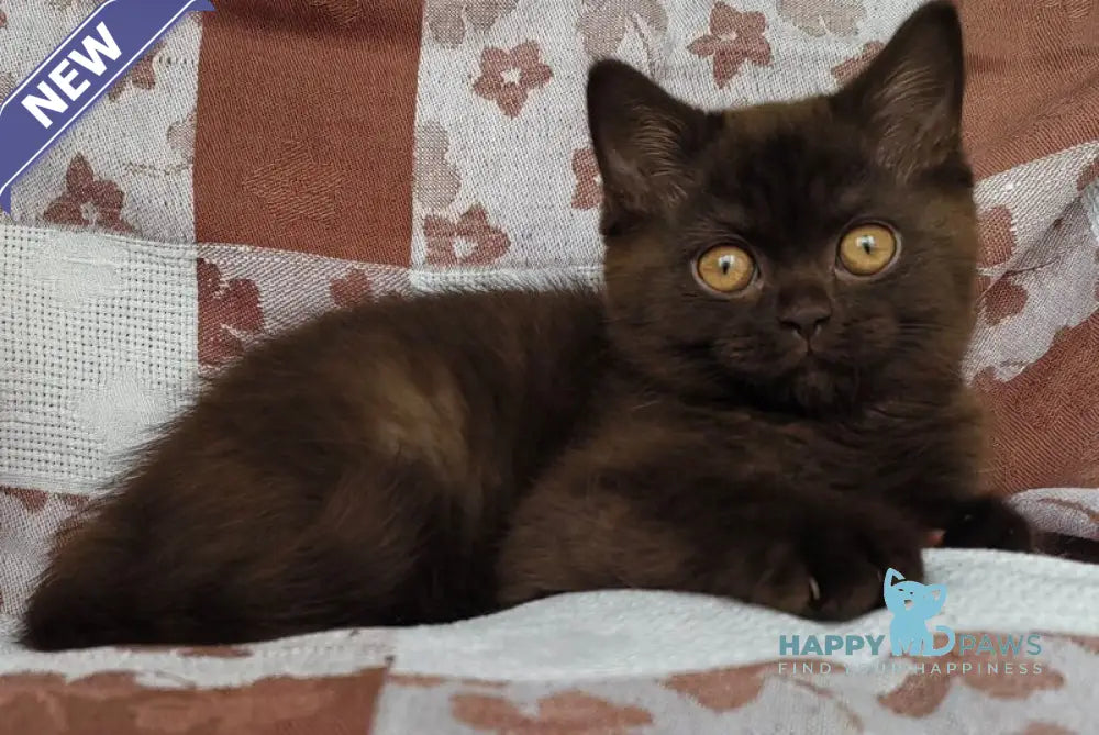 Magnus British Shorthair male chocolate live animals