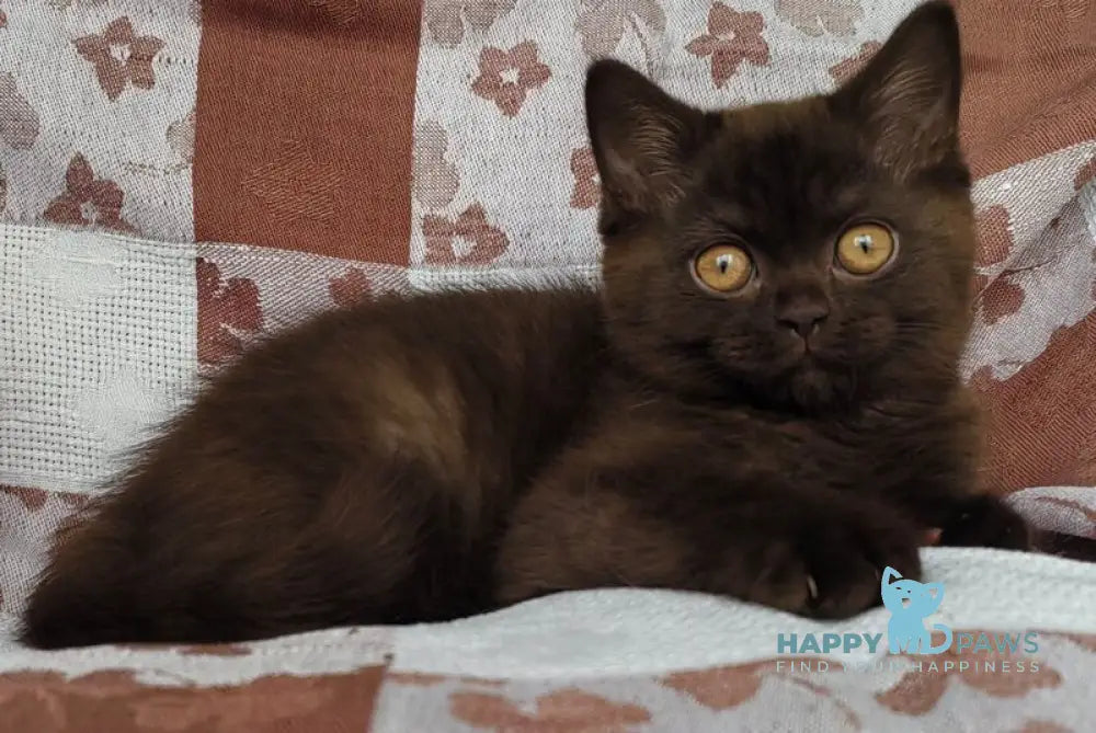 Magnus British Shorthair male chocolate live animals