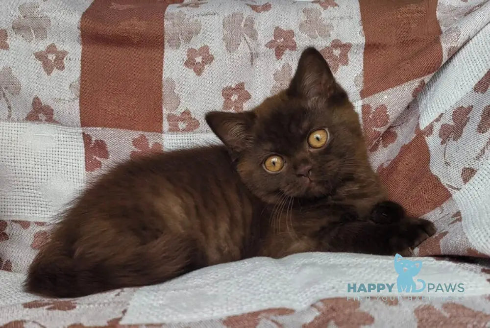 Magnus British Shorthair male chocolate live animals