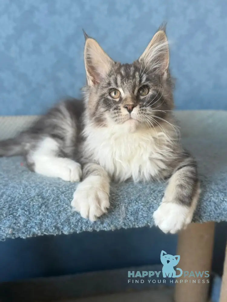 Magnus Maine Coon male black silver tabby bicolour live animals