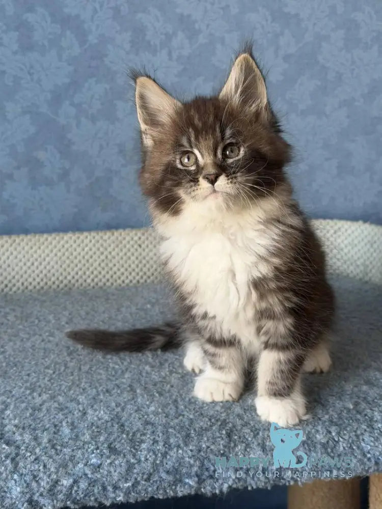 Magnus Maine Coon male black silver tabby bicolour live animals
