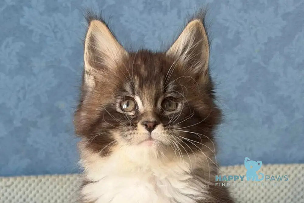 Magnus Maine Coon male black silver tabby bicolour live animals