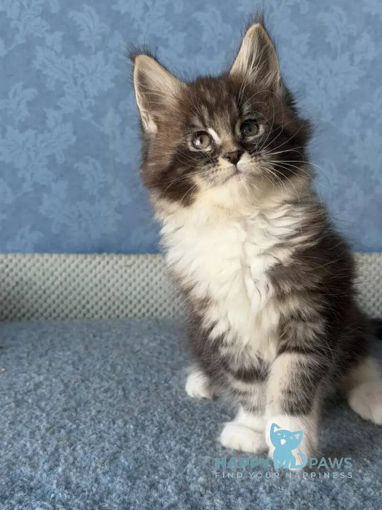 Magnus Maine Coon male black silver tabby bicolour live animals