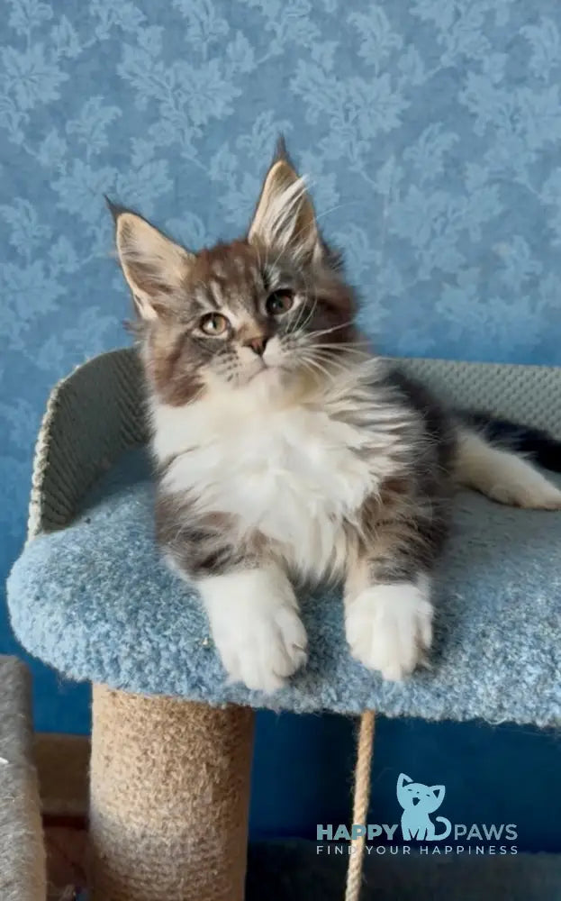 Magnus Maine Coon male black silver tabby bicolour live animals