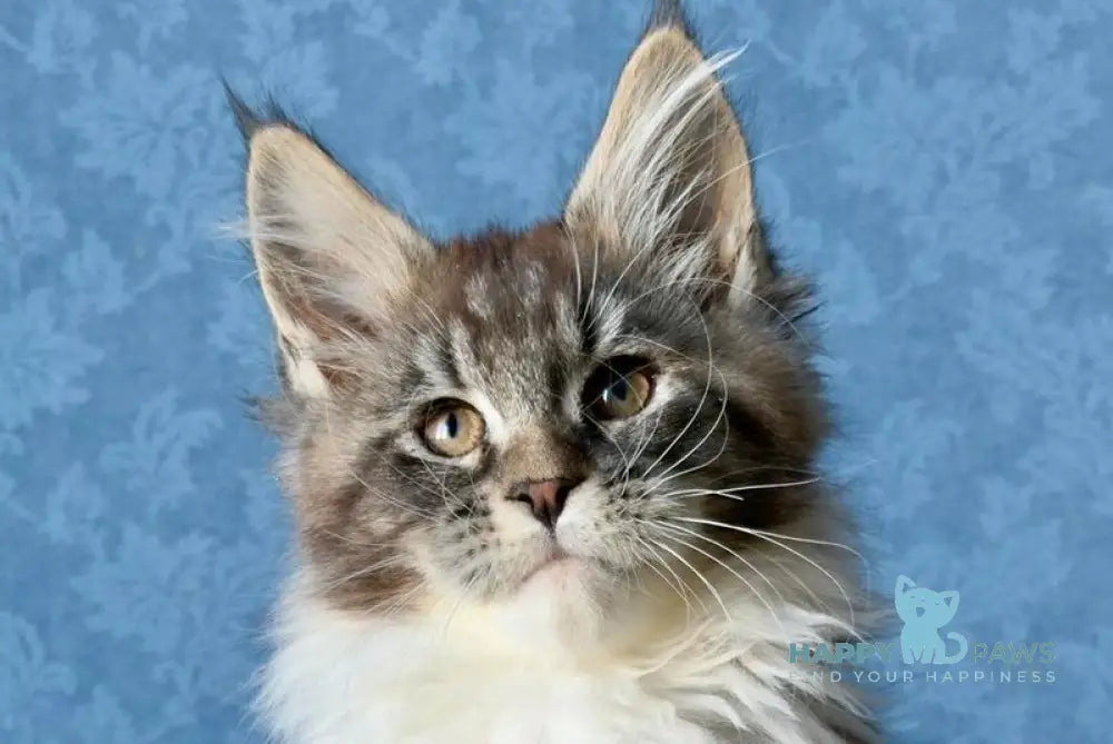 Magnus Maine Coon male black silver tabby bicolour live animals