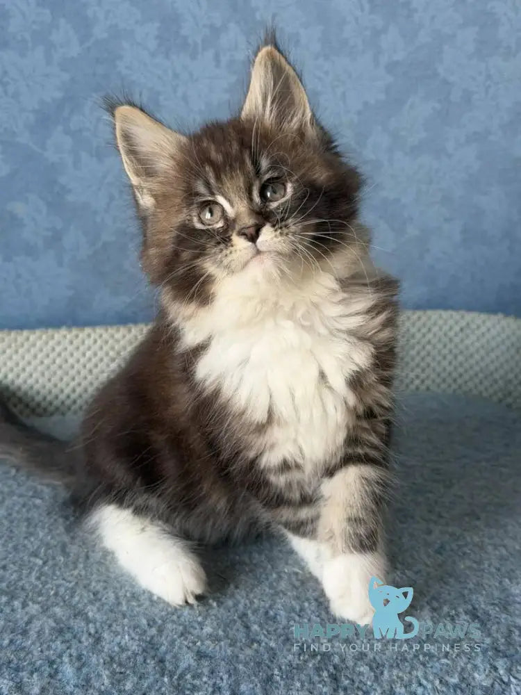 Magnus Maine Coon male black silver tabby bicolour live animals