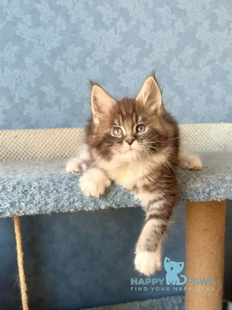 Magnus Maine Coon male black silver tabby bicolour live animals