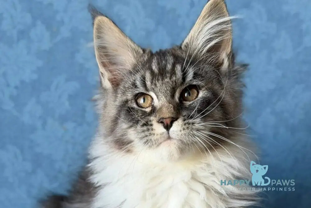 Magnus Maine Coon male black silver tabby bicolour live animals
