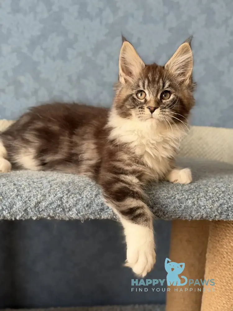Magnus Maine Coon male black silver tabby bicolour live animals
