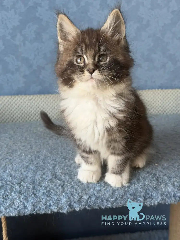 Magnus Maine Coon male black silver tabby bicolour live animals