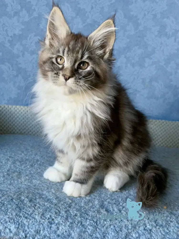 Magnus Maine Coon male black silver tabby bicolour live animals