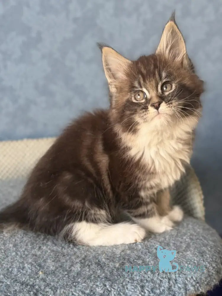 Magnus Maine Coon male black silver tabby bicolour live animals