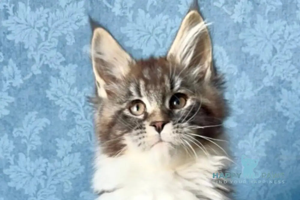 Magnus Maine Coon male black silver tabby bicolour live animals