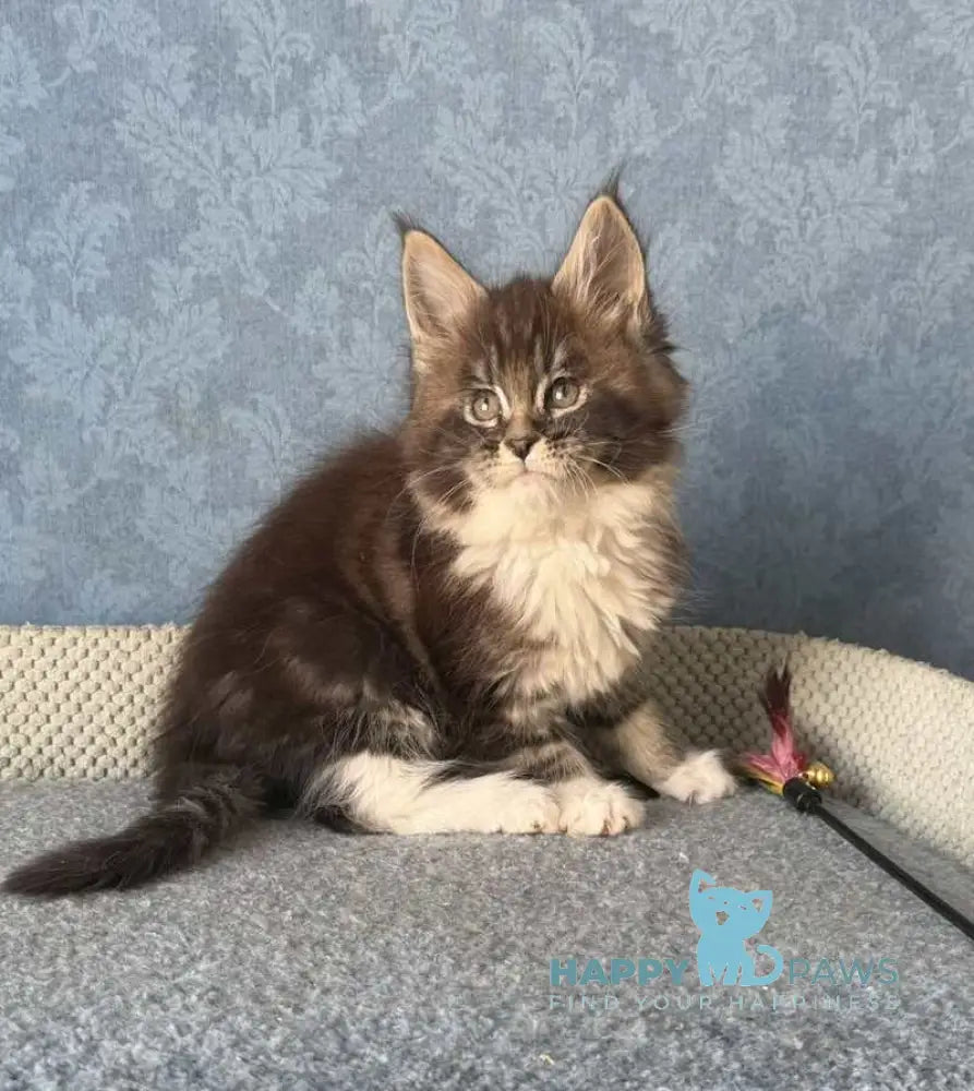 Magnus Maine Coon male black silver tabby bicolour live animals