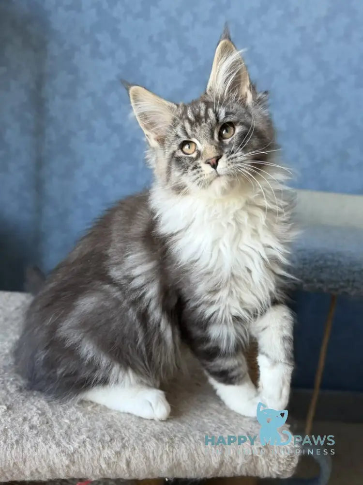 Magnus Maine Coon male black silver tabby bicolour live animals