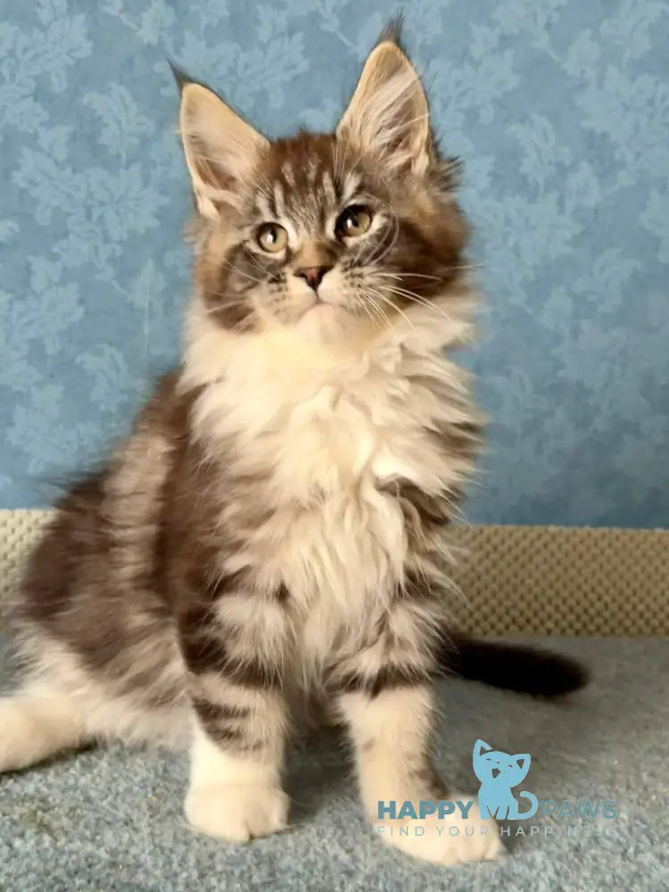 Magnus Maine Coon male black silver tabby bicolour live animals