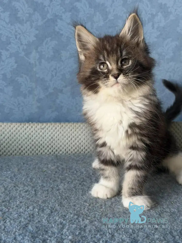 Magnus Maine Coon male black silver tabby bicolour live animals