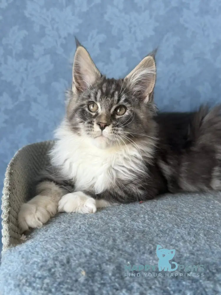 Magnus Maine Coon male black silver tabby bicolour live animals