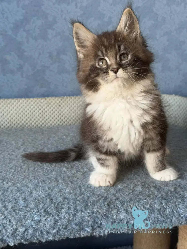 Magnus Maine Coon male black silver tabby bicolour live animals