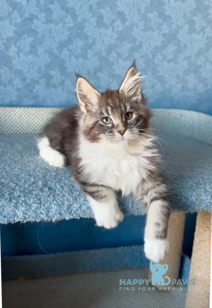 Magnus Maine Coon male black silver tabby bicolour live animals