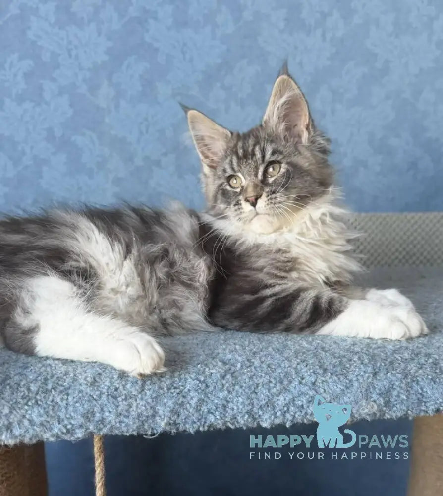 Magnus Maine Coon male black silver tabby bicolour live animals
