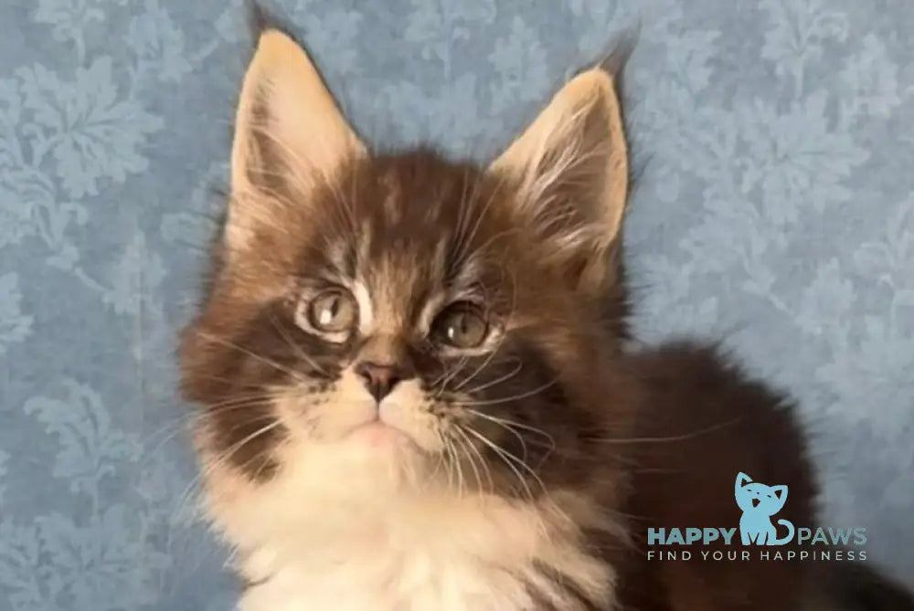 Magnus Maine Coon male black silver tabby bicolour live animals