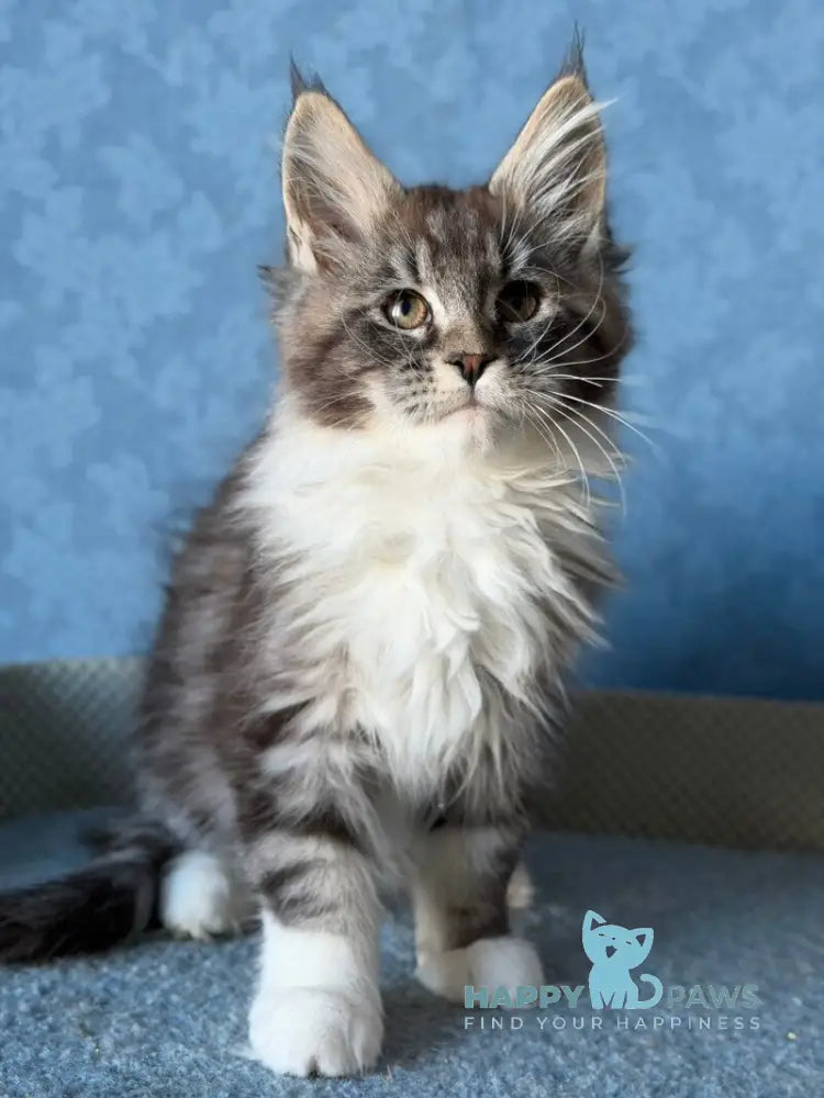 Magnus Maine Coon male black silver tabby bicolour live animals