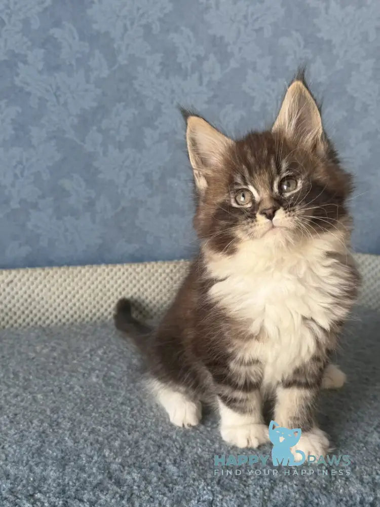 Magnus Maine Coon male black silver tabby bicolour live animals