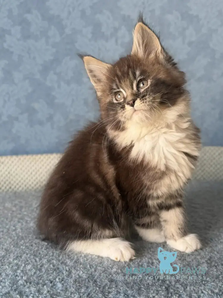 Magnus Maine Coon male black silver tabby bicolour live animals
