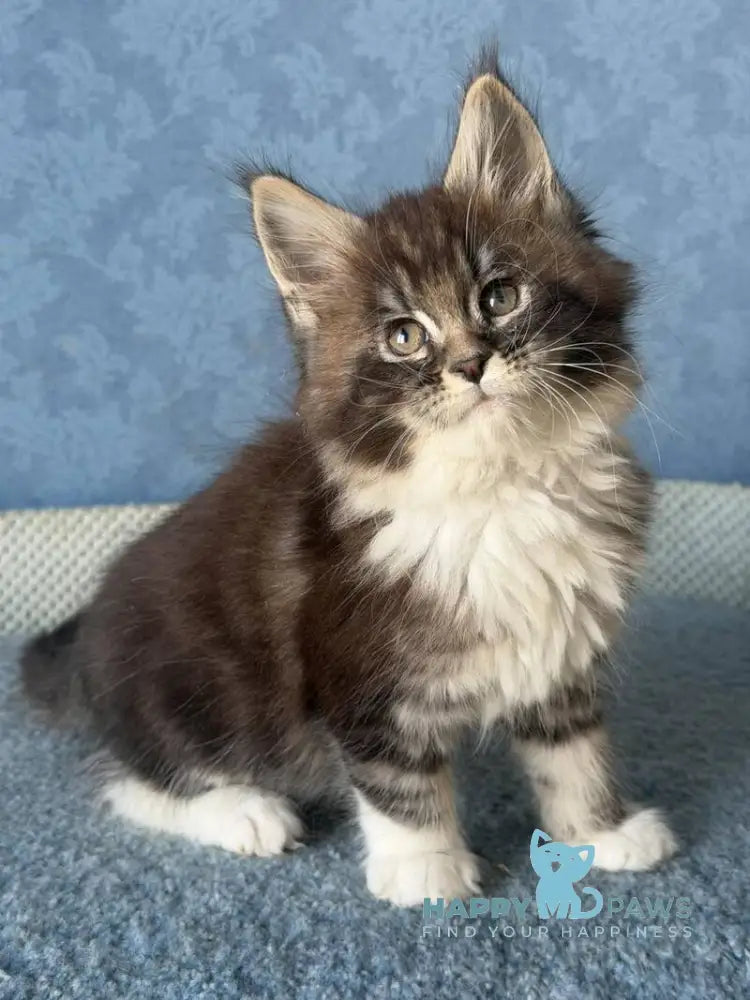 Magnus Maine Coon male black silver tabby bicolour live animals