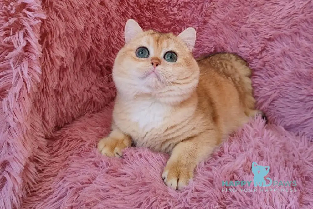 Maik British Shorthair male black golden chinchilla live animals