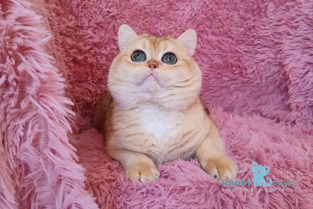 Maik British Shorthair male black golden chinchilla live animals