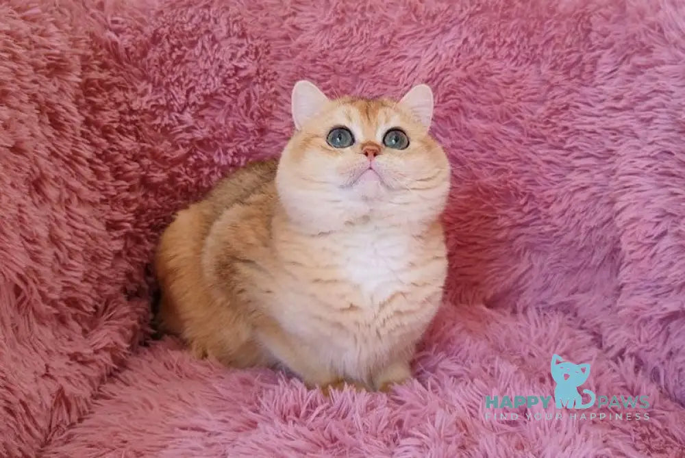 Maik British Shorthair male black golden chinchilla live animals