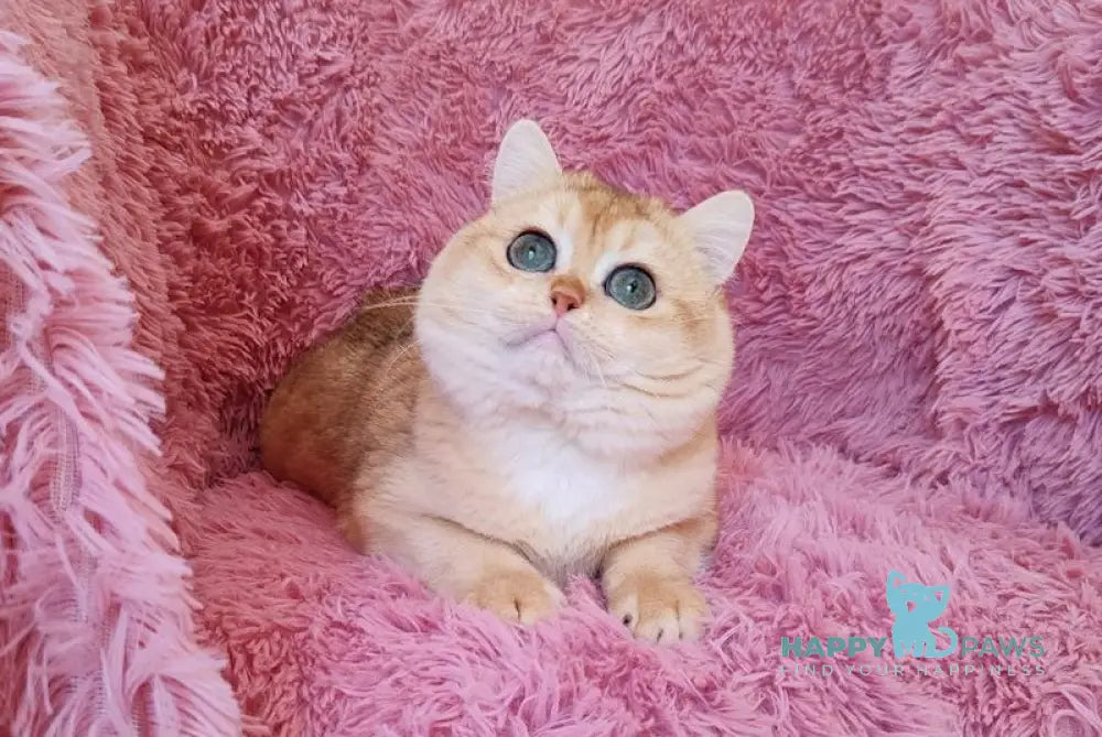 Maik British Shorthair male black golden chinchilla live animals