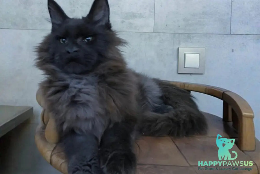 Maik Maine Coon male black - live animals