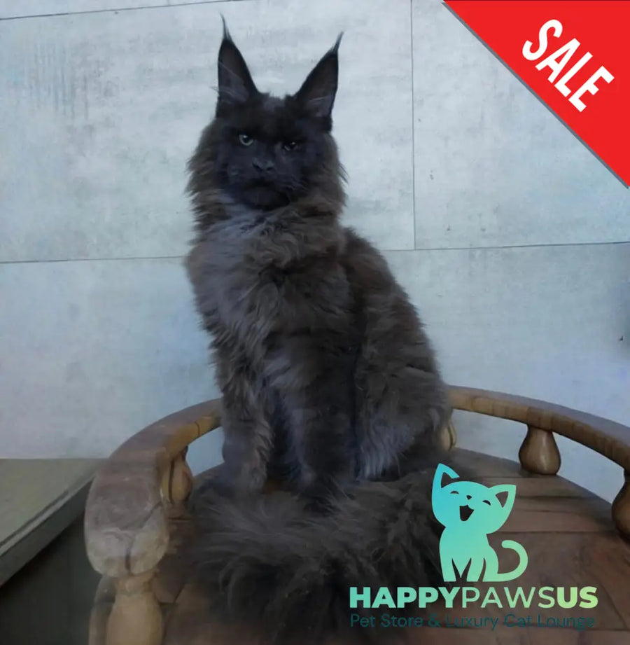 Maik Maine Coon male black - live animals