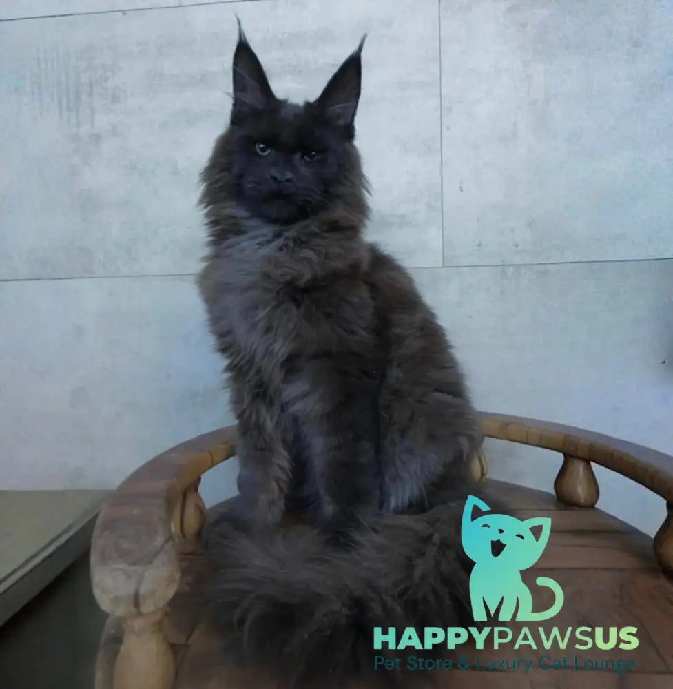 Maik Maine Coon male black - live animals