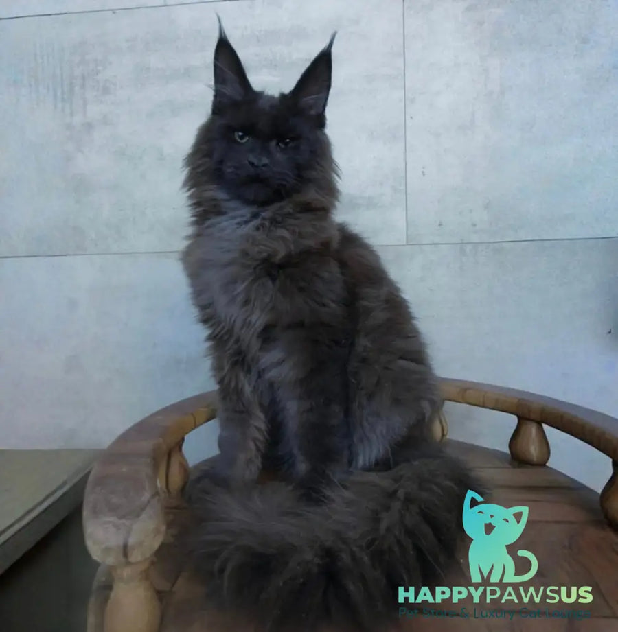 Maik Maine Coon male black - live animals