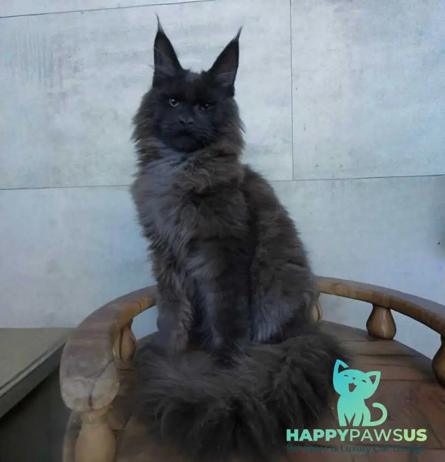 Maik Maine Coon male black - live animals