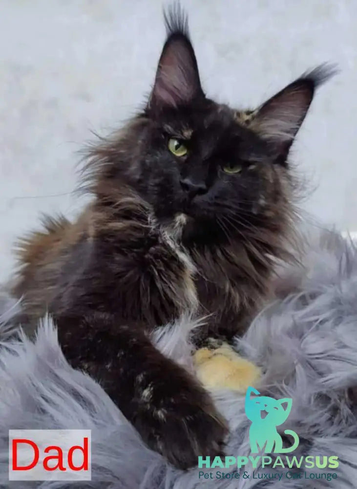Maik Maine Coon male black - live animals
