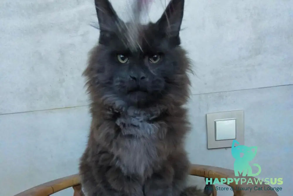 Maik Maine Coon male black - live animals