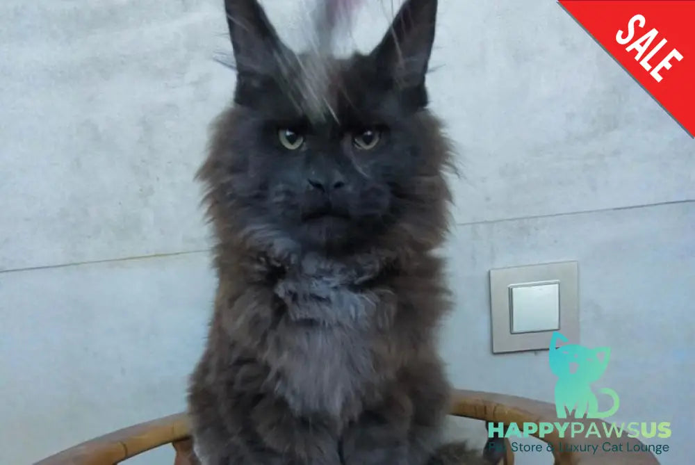Maik Maine Coon male black - live animals