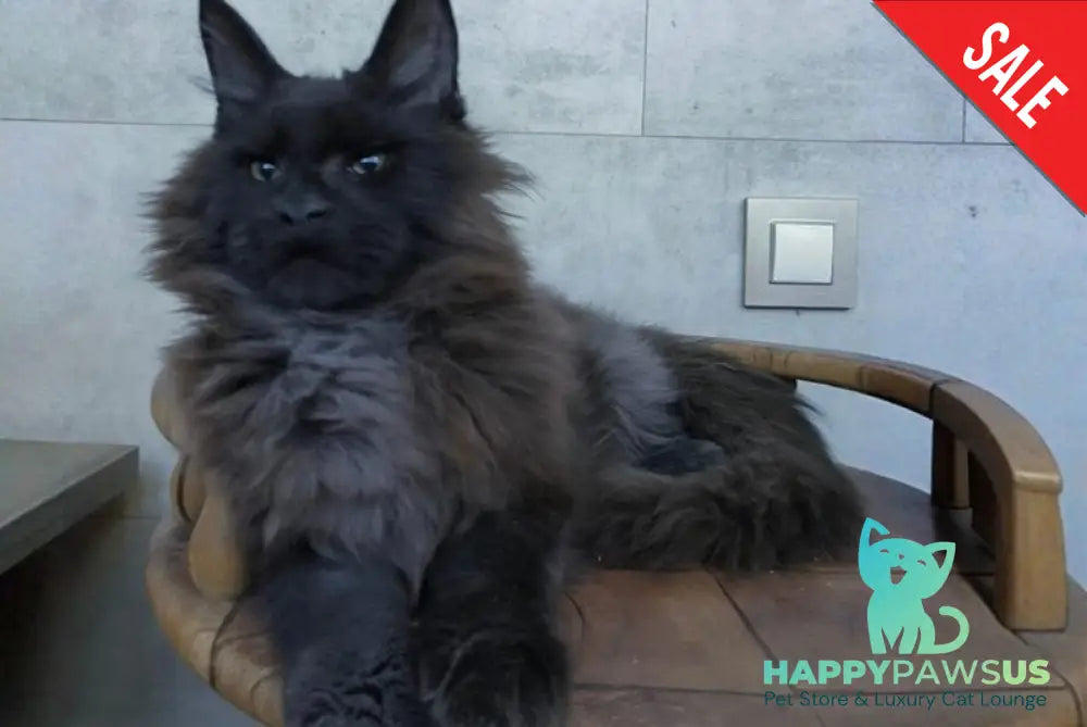 Maik Maine Coon male black - live animals