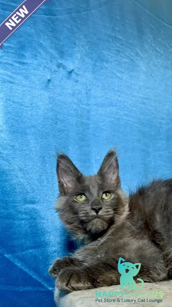 Maikl Maine Coon male black silver - live animals